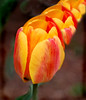 progression tulip
