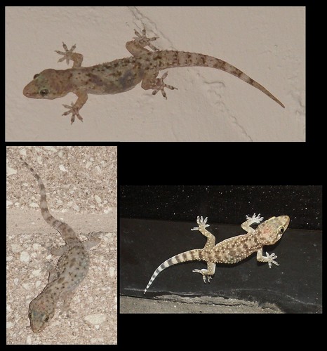Mediterranean Geckos