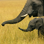 Mother and baby elephants - Kenya
