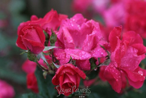 Lovely morning roses