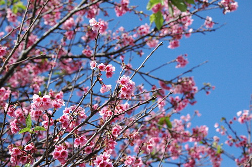 Wahiawa Cherry Blossoms