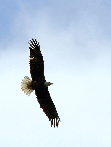 Eagle Soaring 20090315