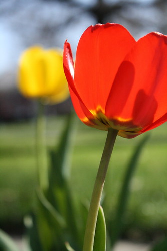 tulip_6