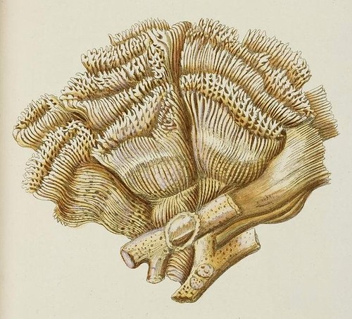 Madrepora cristata (detail)