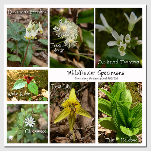 Wildflower Medley