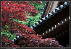 Japanese Maple and Jindai Temple