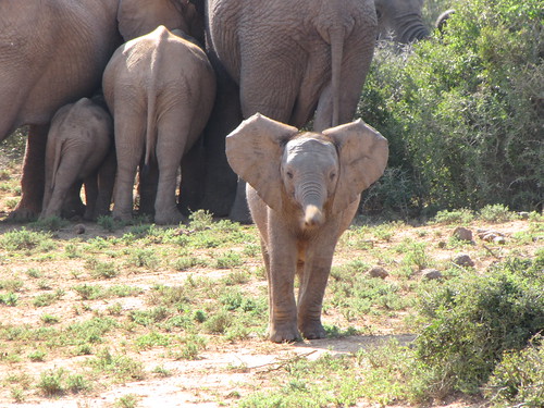 olifantje