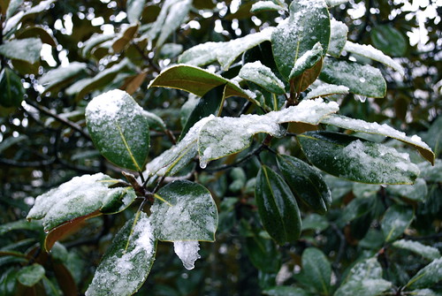 Magnolia leaves in the snow