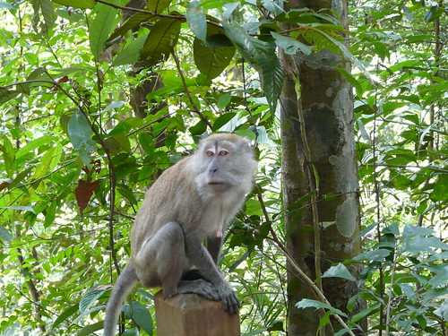 Monkeys at Bukit Timah Nature Reserve