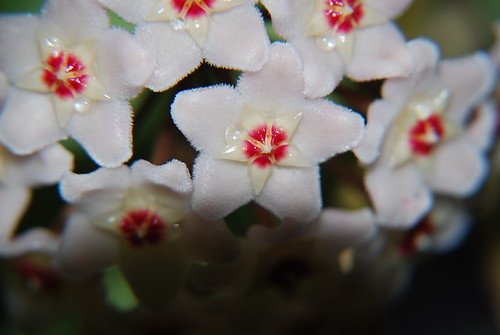 Hoya Flowers