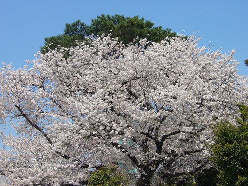 桜と松の共演