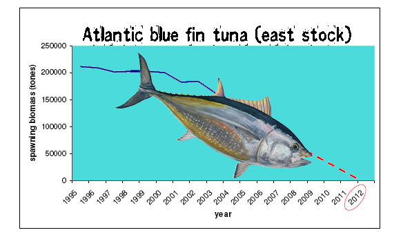 tuna stocks