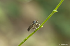 1.13 Robberfly ... Natural Light with MPE @1:1