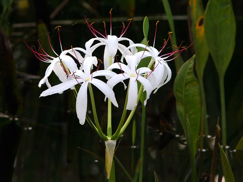 Swamp Lily 20090601