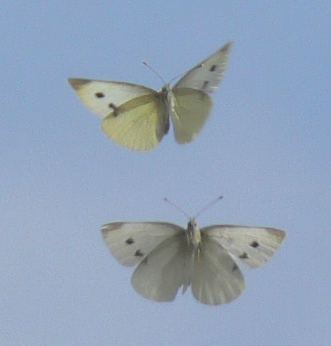 Pictures Of Butterflies In Flight. Butterflies in flight