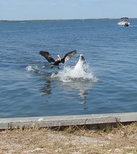 dolphin pelican & fish
