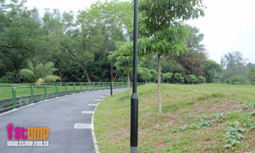 Please save the dying trees at Jurong Park Connector
