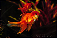 Gino's Goldfish