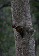 Kabini Flameback woodpecker