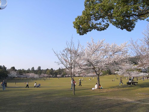 09-04-05【桜】＠奈良公園-02