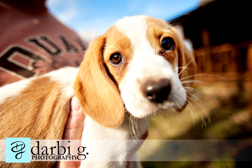 Darbi G photography-dog puppy photographer-_MG_9848-Edit