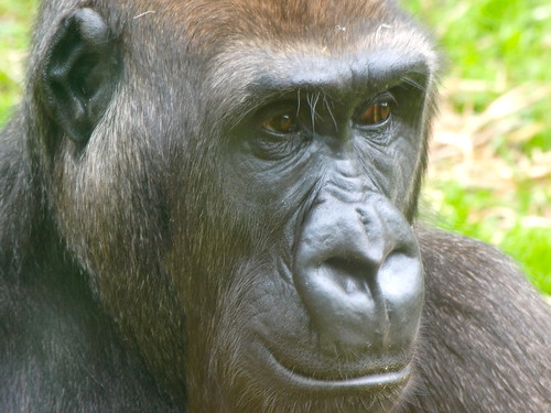 Up Close And Personal With A Fellow Great Ape by ianmichaelthomas.