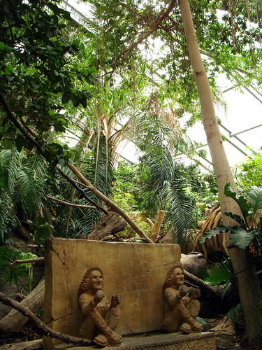 Tropical American Rainforest