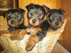 Teddy, Dori and Jazz!  They are all beautiful!