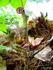 Frog & Jack-in-the-Pulpit