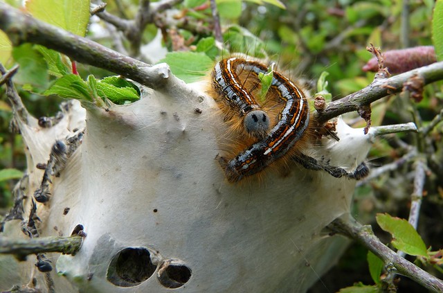 24420 - Lackey moth caterpillar (Malacosoma neustria)