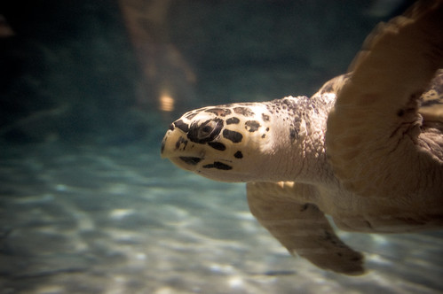 Ocean World- Turtle