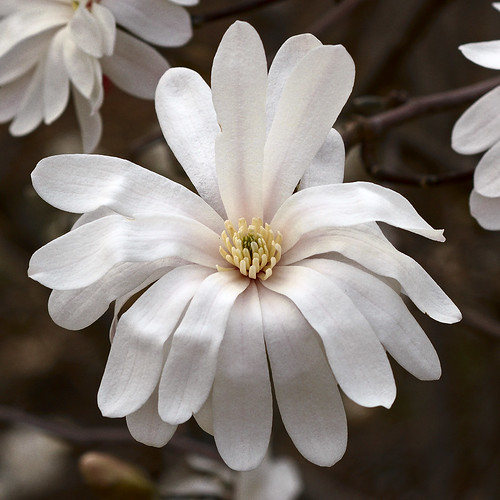 Missouri Botanical Garden (Shaw's Garden), in Saint Louis, Missouri, USA - Star magnolia, Magnolia stellata Magnoliaceae