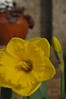 Daffodil with Heuchera