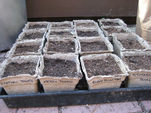tomato seeds planted