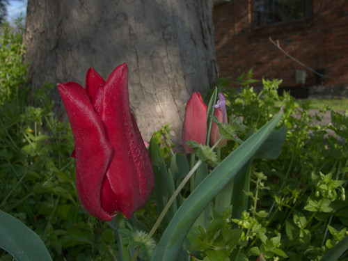 Tulips, March 30, 2009