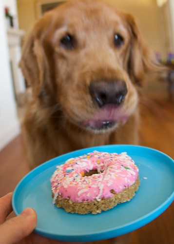 doggie doughnut