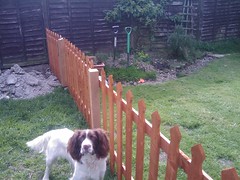 fenced off dog