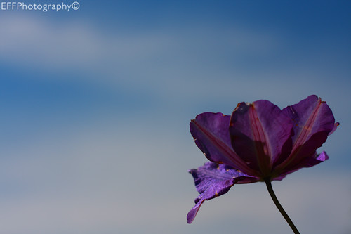 Purple Flower - Day