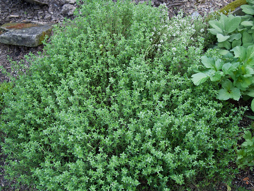 Oberlin Summer - Herb Garden