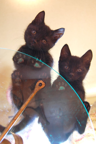 kittens_on_glass