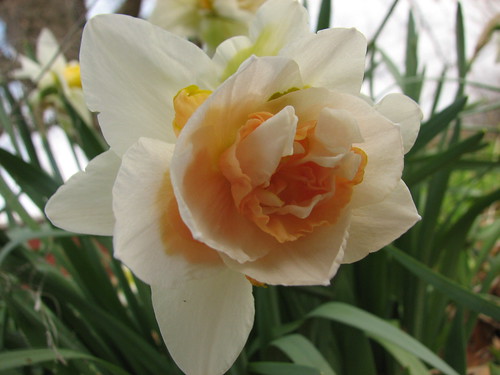 daffodil 'Replete'