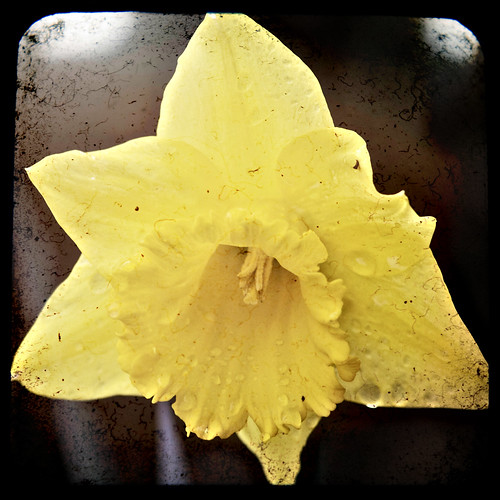 daffodil ttv