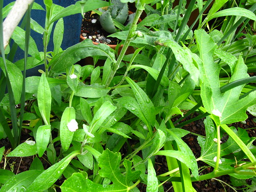 2009-05-06 garden; Symphotricum chilensis