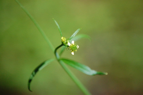 small flowered  buttercup