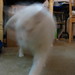 Blurry Cat Approaching Camera
