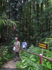 Jungle Trail, Hawaii Tropical Botanical Garden
