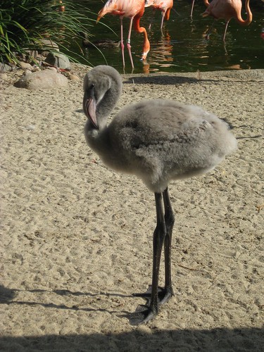 Baby flamingo