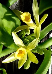 Vanilla Orchid