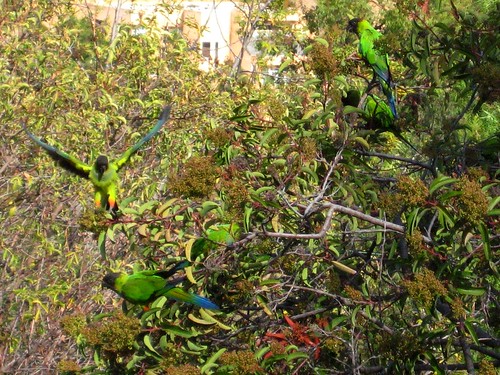 Wild parrots in Malibu