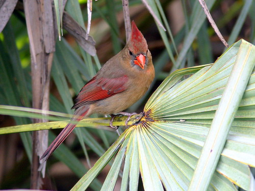 Female Cardinal 20090225